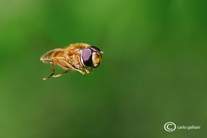 Api e sirfidi in volo